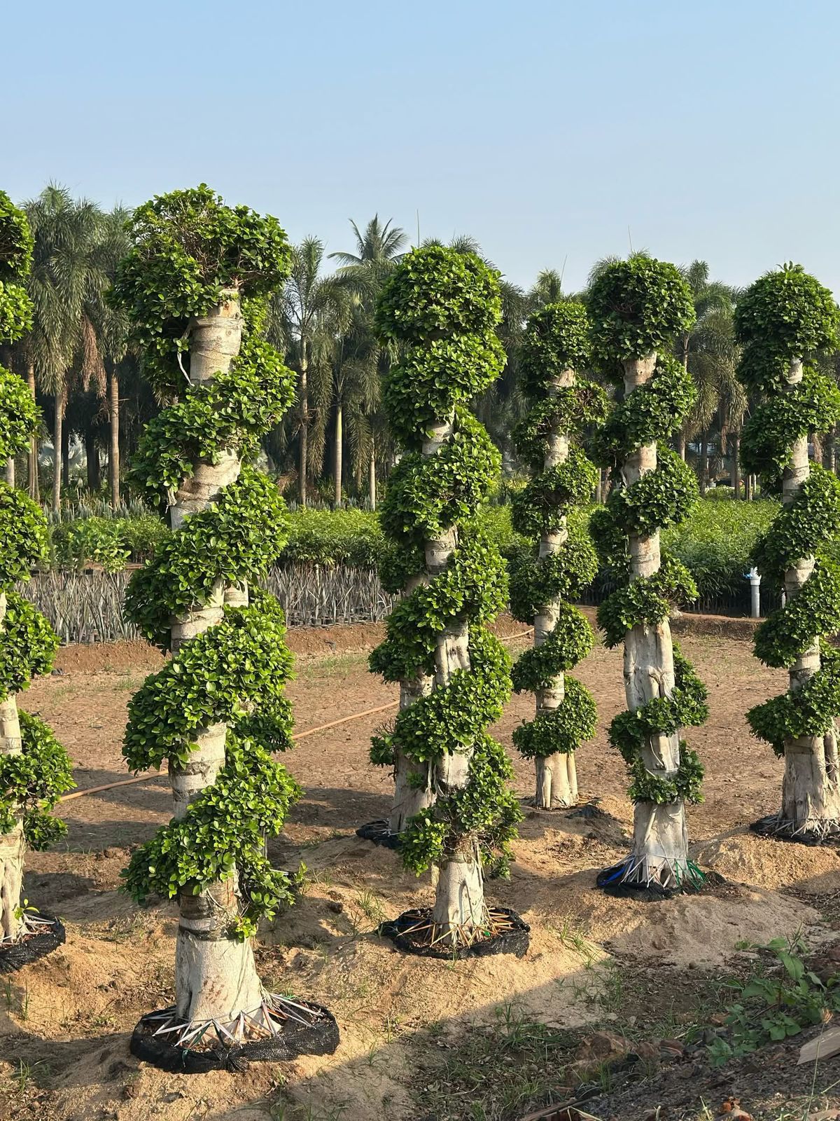 Desert Rose (Adenium) Bonsai